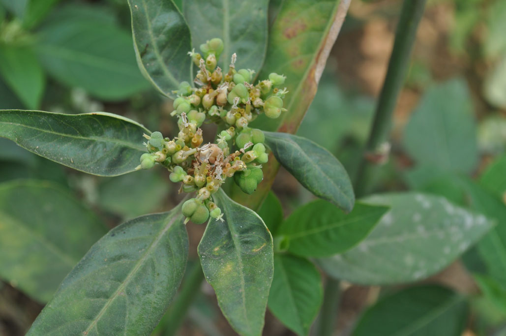 Euphorbia sp